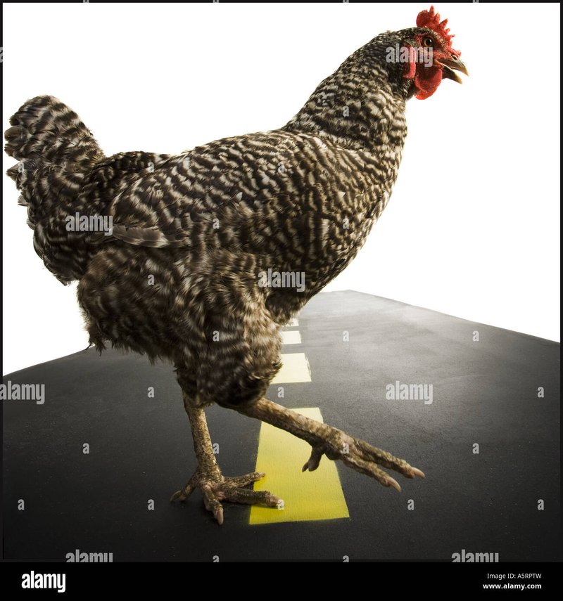 Spain - juego chicken road